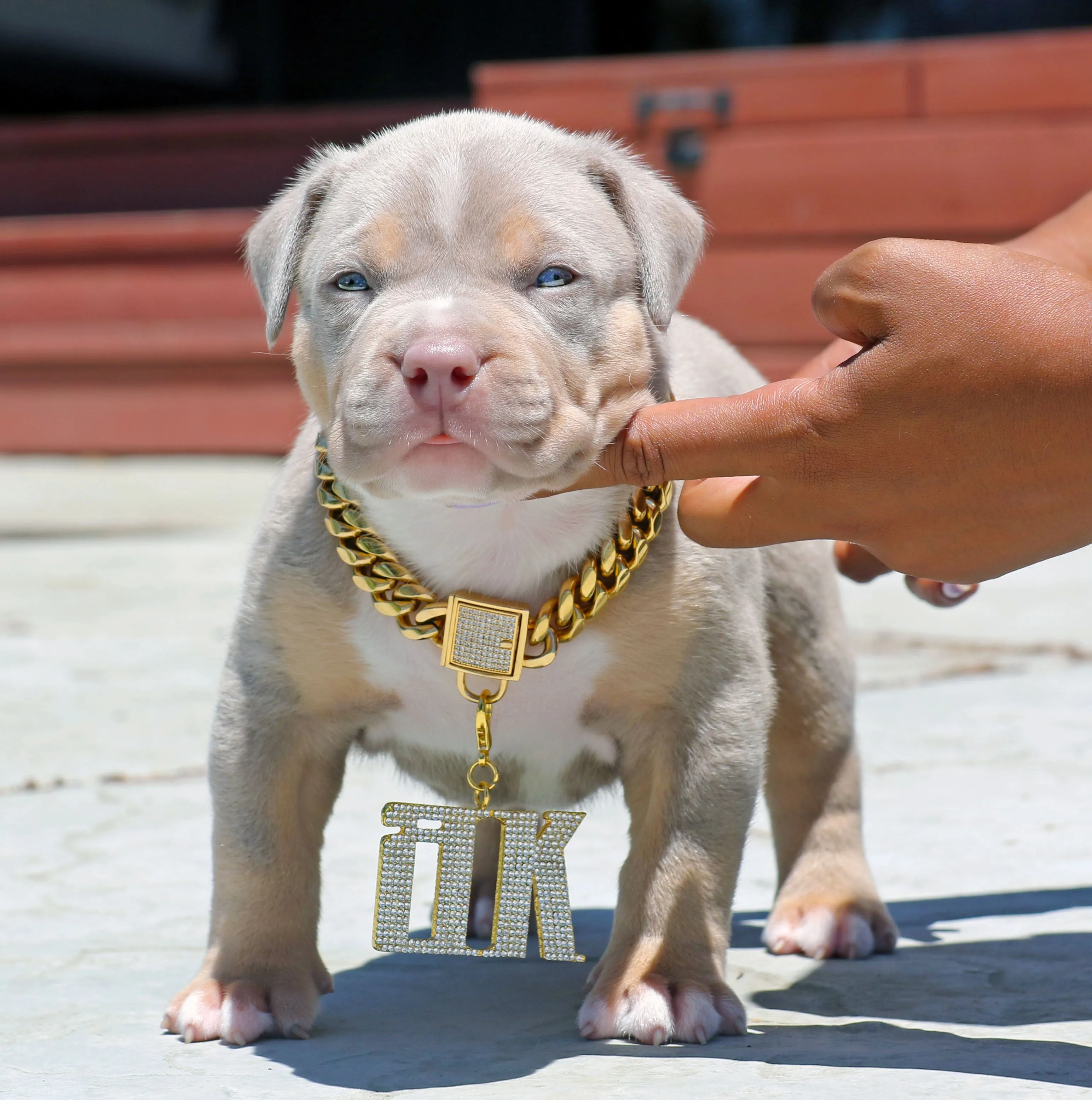 DIAMOND COVERED CLASP LOCK GOLD CUBAN LINK