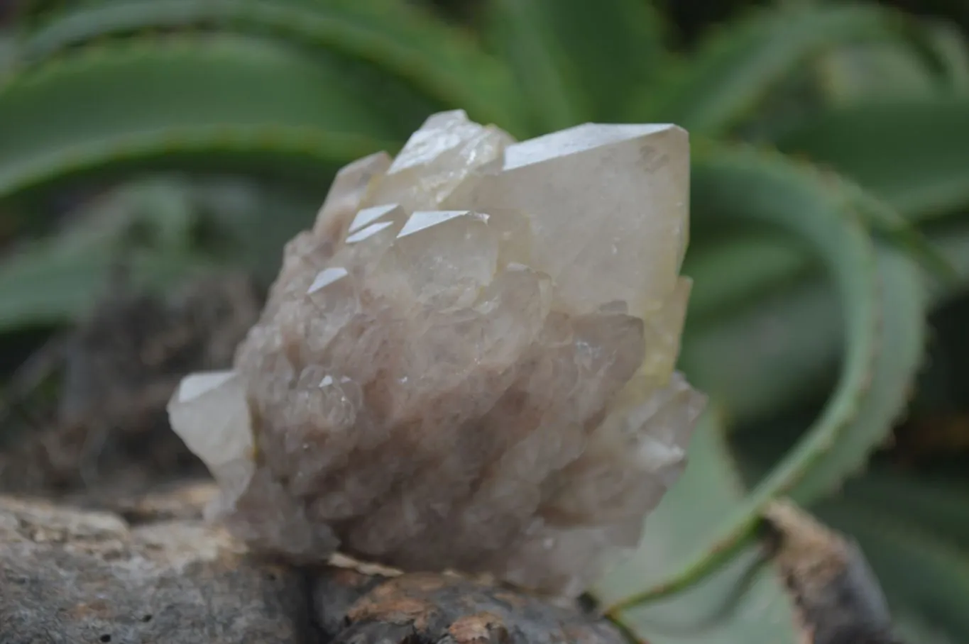 Natural Cascading White Phantom Quartz Clusters x 6 From Luena, Congo