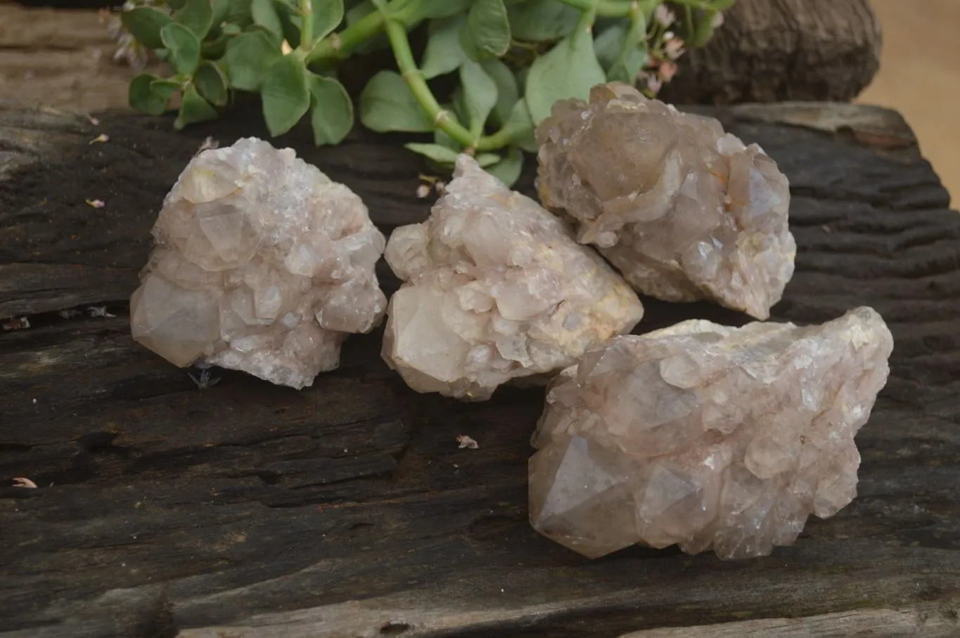 Natural Smokey Quartz Clusters x 4 From Luena, Congo